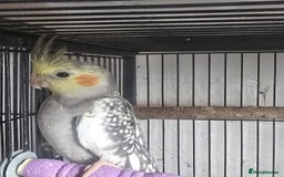 Cockatiels birds for sale: Young aviary Bred cockatiel  - Image 4