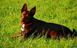 Mixed Breed dogs for sale: Bella  - Image 2