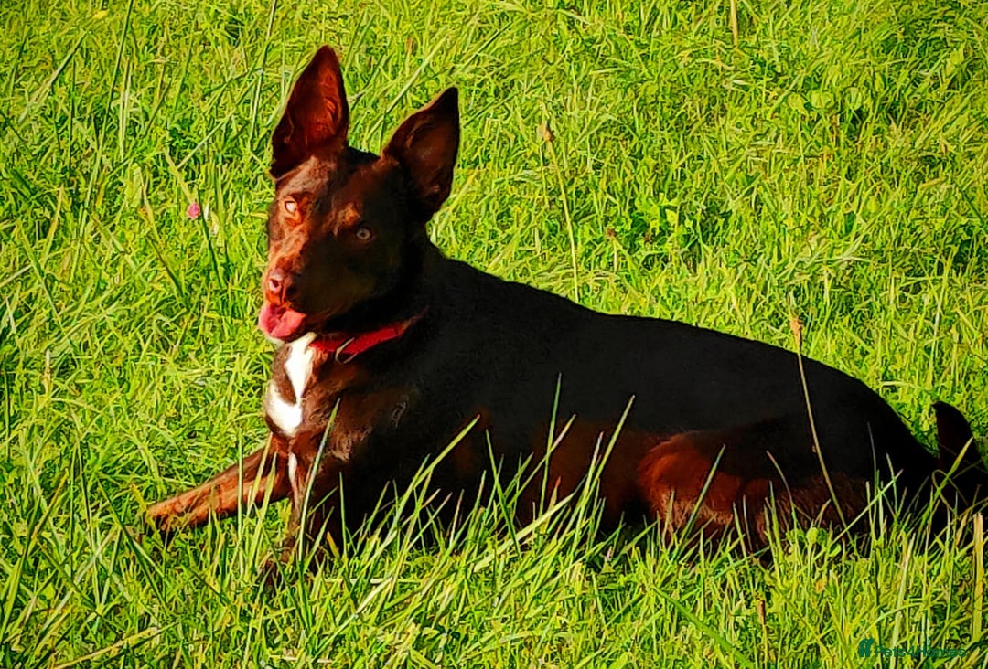 Mixed Breed dogs for sale: Bella  - Image 2