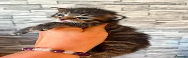 Maine Coon 5