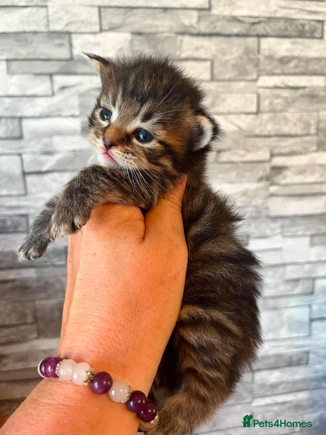 Maine Coon cats for sale: Maine coon x  - Advert 10