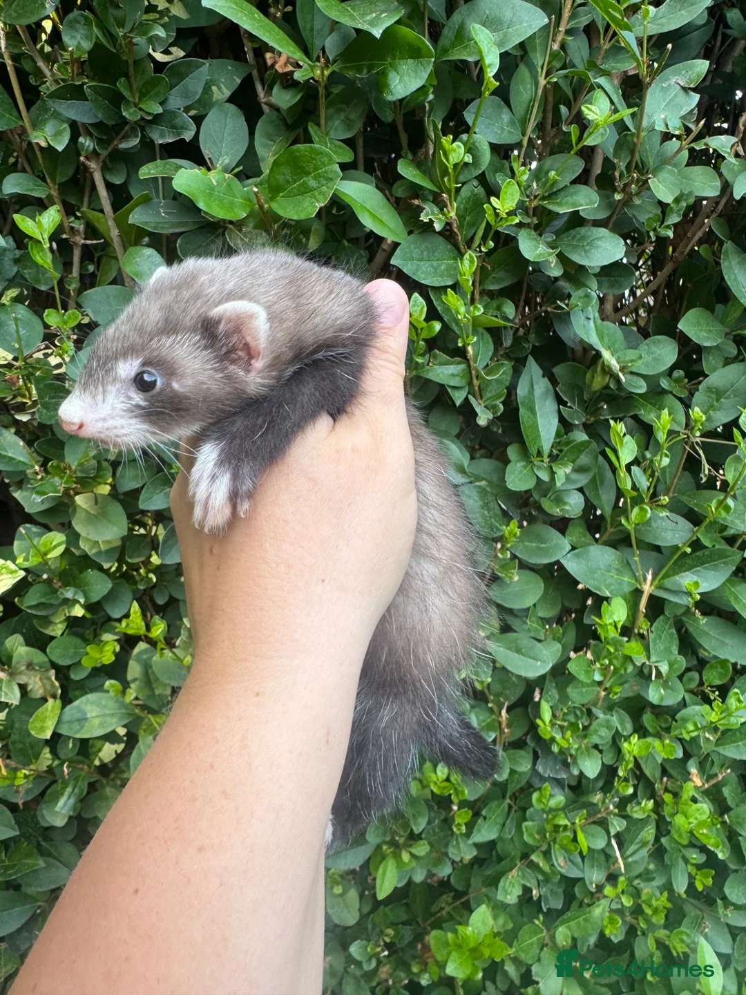 Ferret rodents for sale: Half Micro Angora Kits Ready for Their New Homes!  - Advert 2