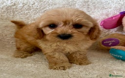 Maltipoo dogs for sale: OUTSTANDING LITTER OF MALTIPOO PUPPIES - Image 7