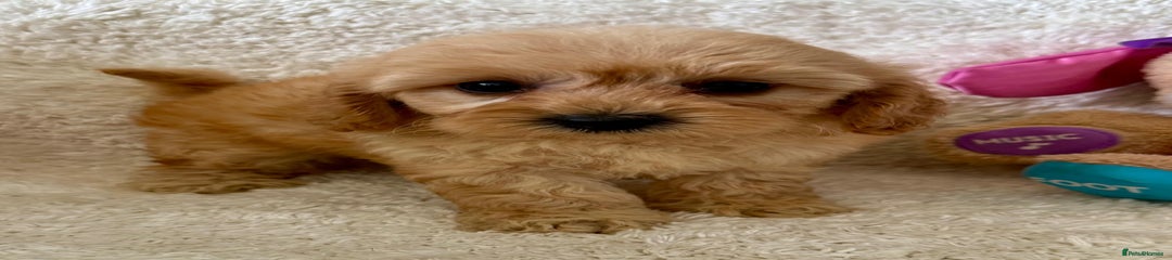 Maltipoo Puppy 7