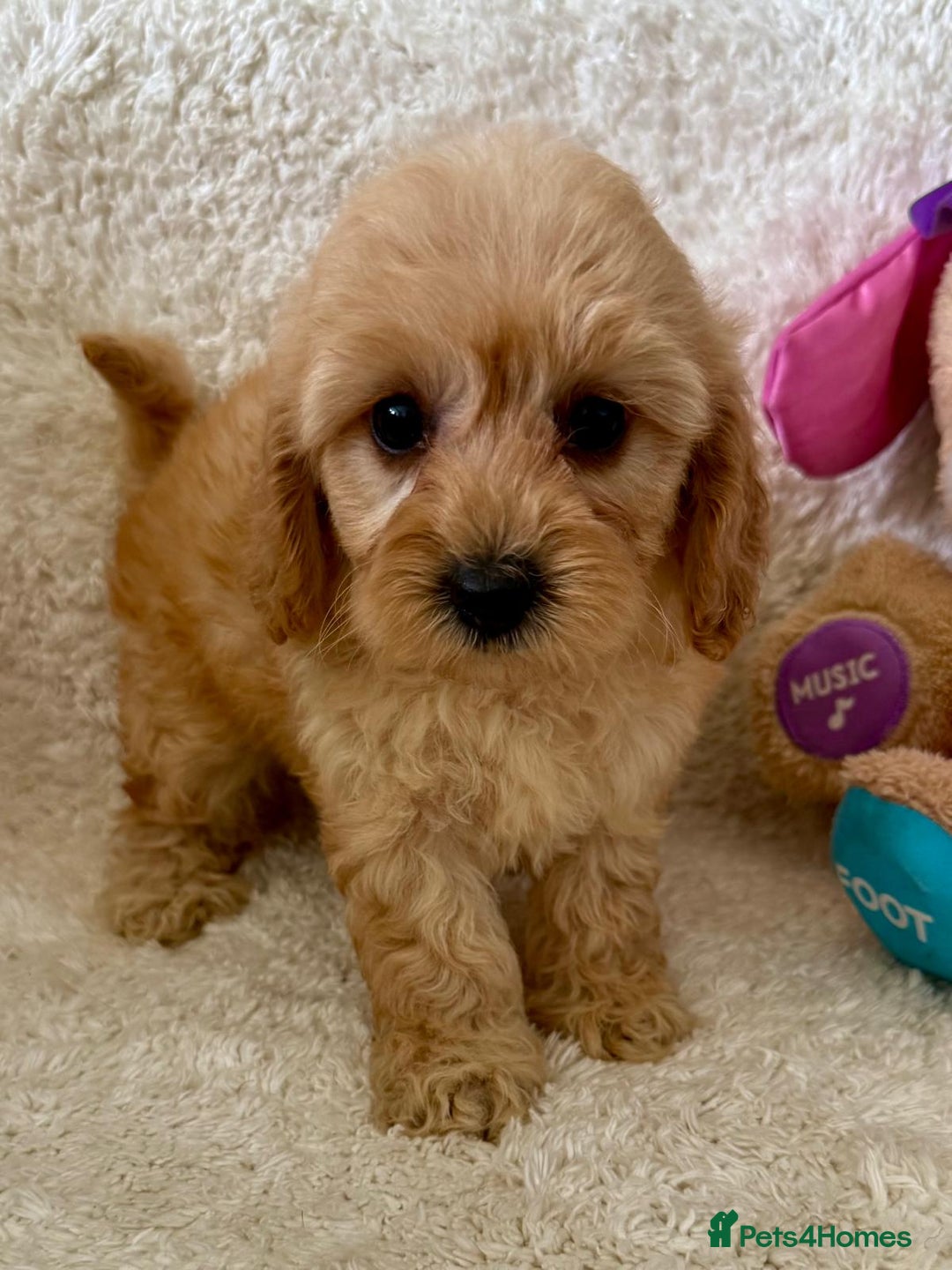Maltipoo dogs for sale: OUTSTANDING LITTER OF MALTIPOO PUPPIES - Image 7
