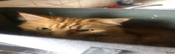 British Longhair cats for sale: 2 boy cats  in Bootle - Advert 7