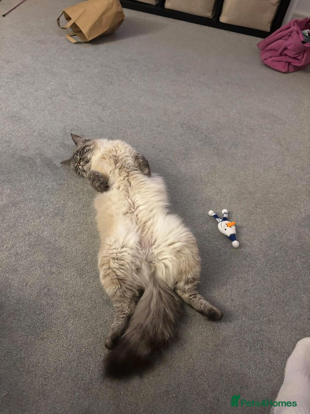 Mixed Breed cats for sale: Maine coon mix Girls💜 - Image 13