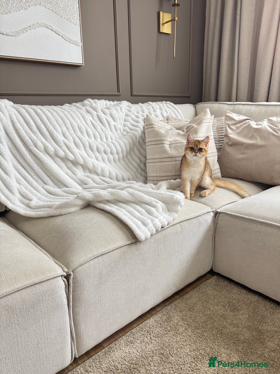 British Shorthair cats for sale: Golden british shorthair boy - Image 7