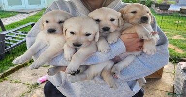 Golden Retriever dogs - Advert 1