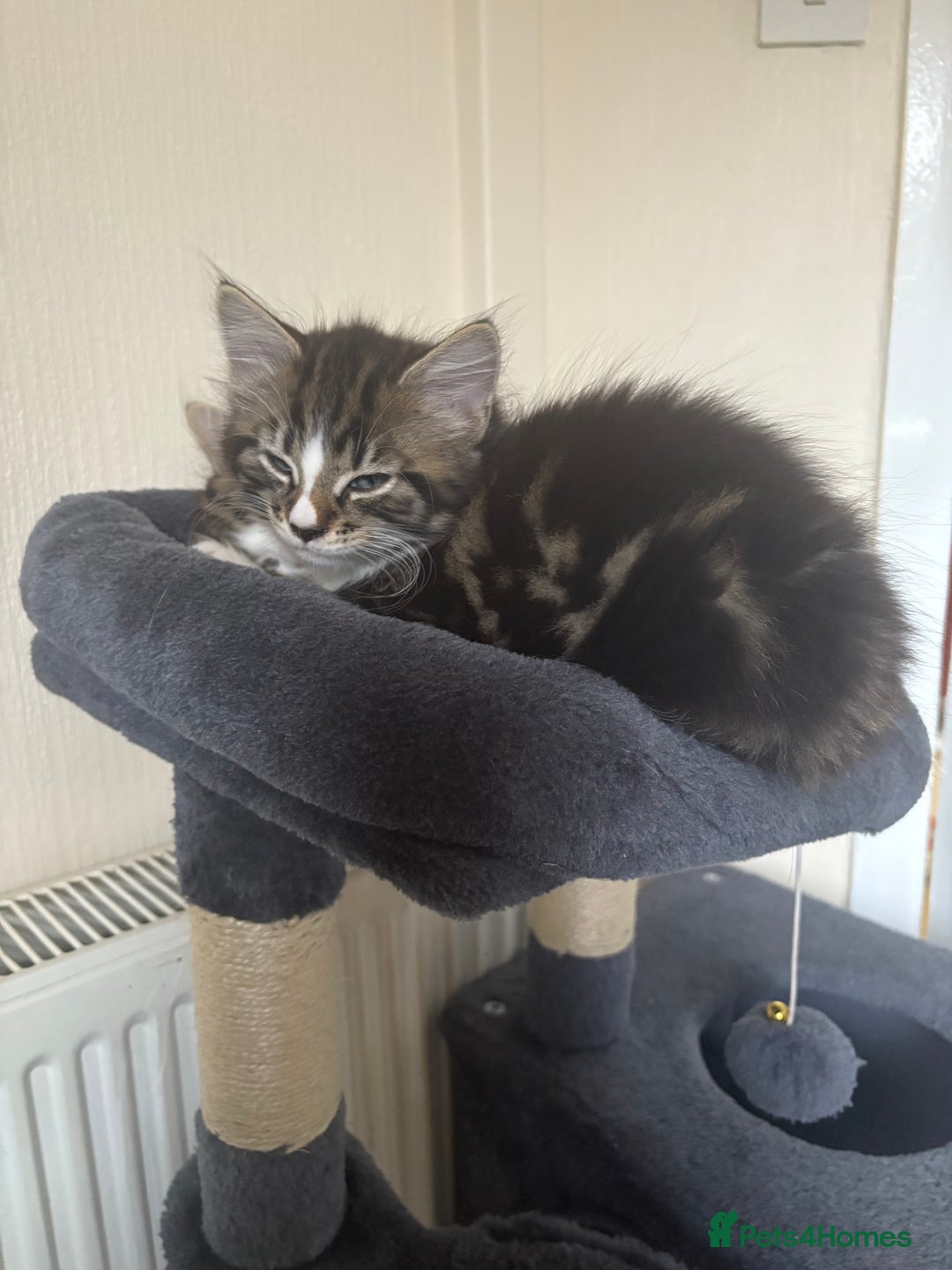 Mixed Breed cats for sale: Kittens for sale - Image 3