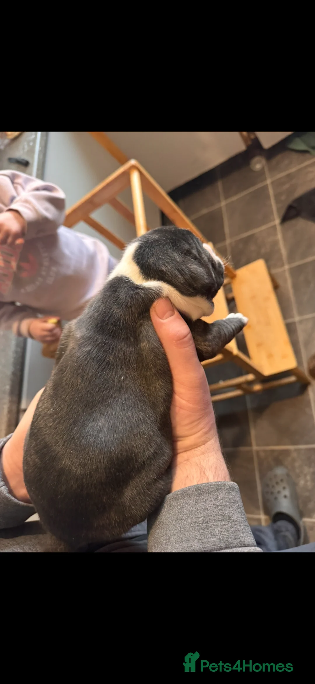 Mixed Breed dogs for sale: 3 beautiful fraffies girls available frenchie  - Advert 12