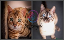 Bengal cats for sale: Stunning Silver Lynx Bengal kitten Ready Now  - Image 7