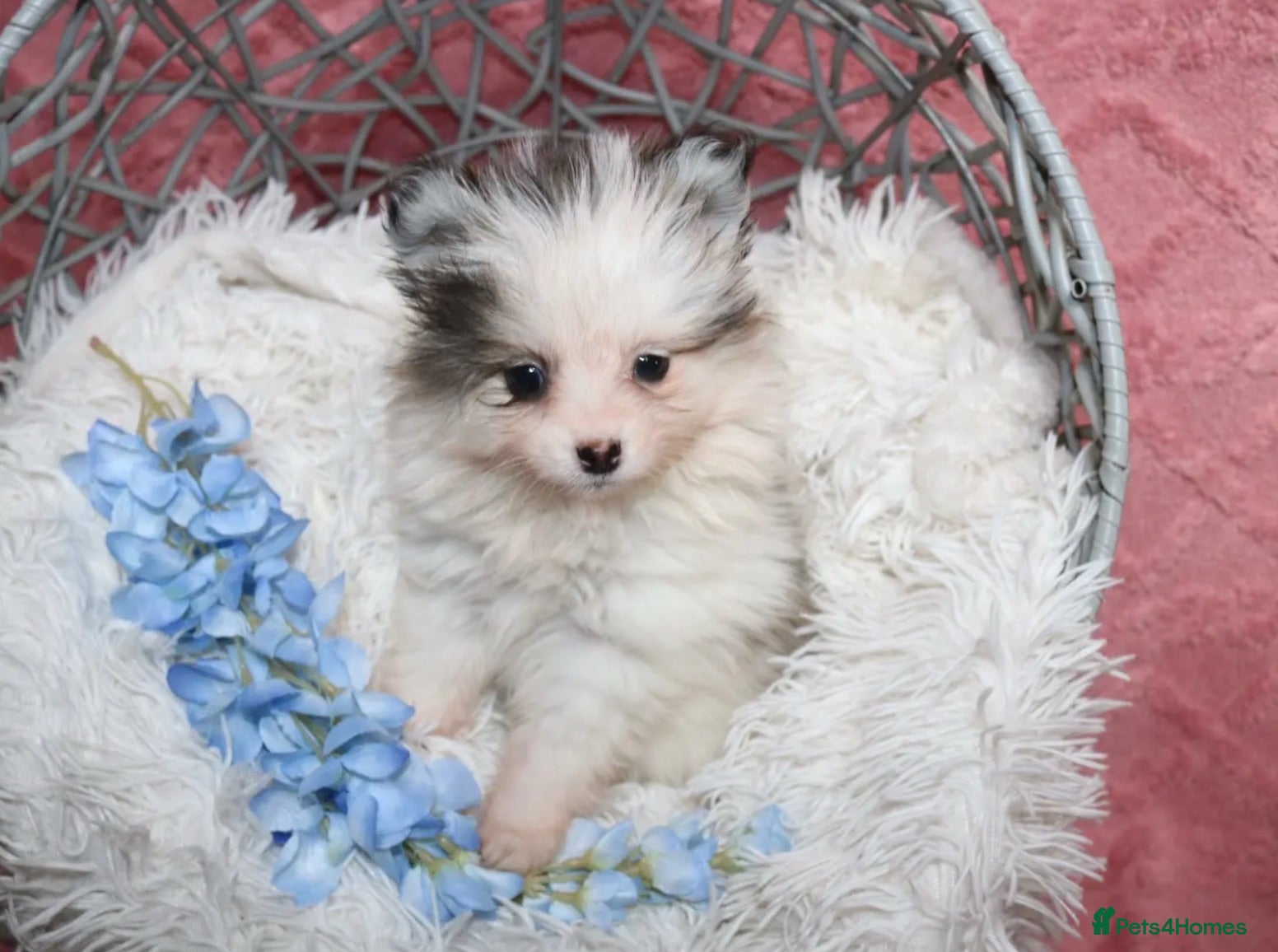 Pomsky dogs Pomsky Puppies - Advert 3