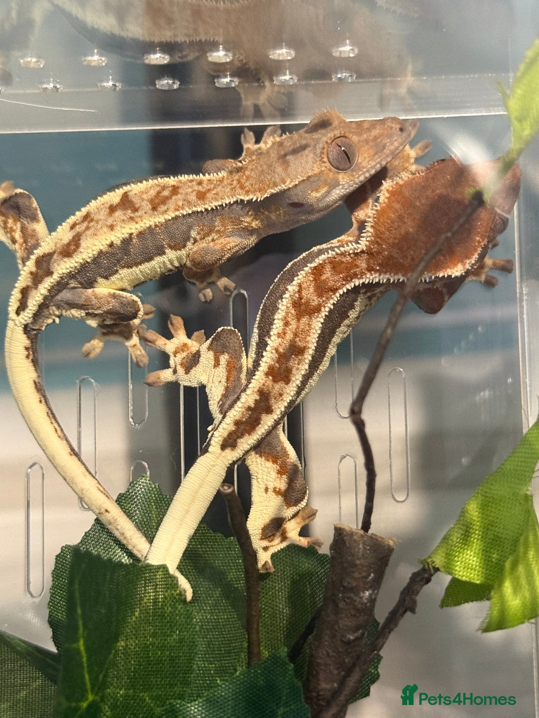Gecko reptiles for sale: 🔥🔥🔥 Baby crested Geckos 🔥🔥🔥 - Advert 2