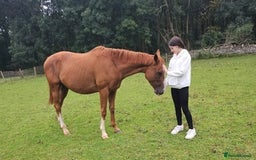 English Thoroughbred horses for sale: Thoroughbred  - Image 2