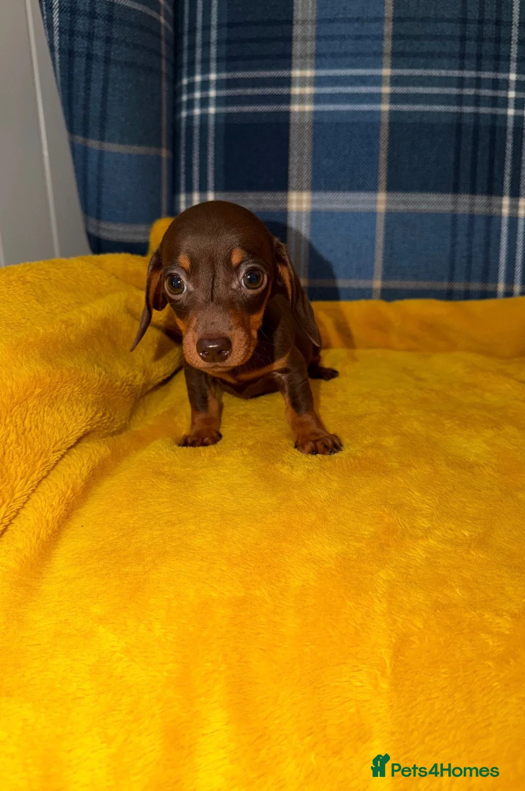 Miniature Dachshund dogs for sale: Stunning Mini Dachshund Puppies READY NOW - Advert 1