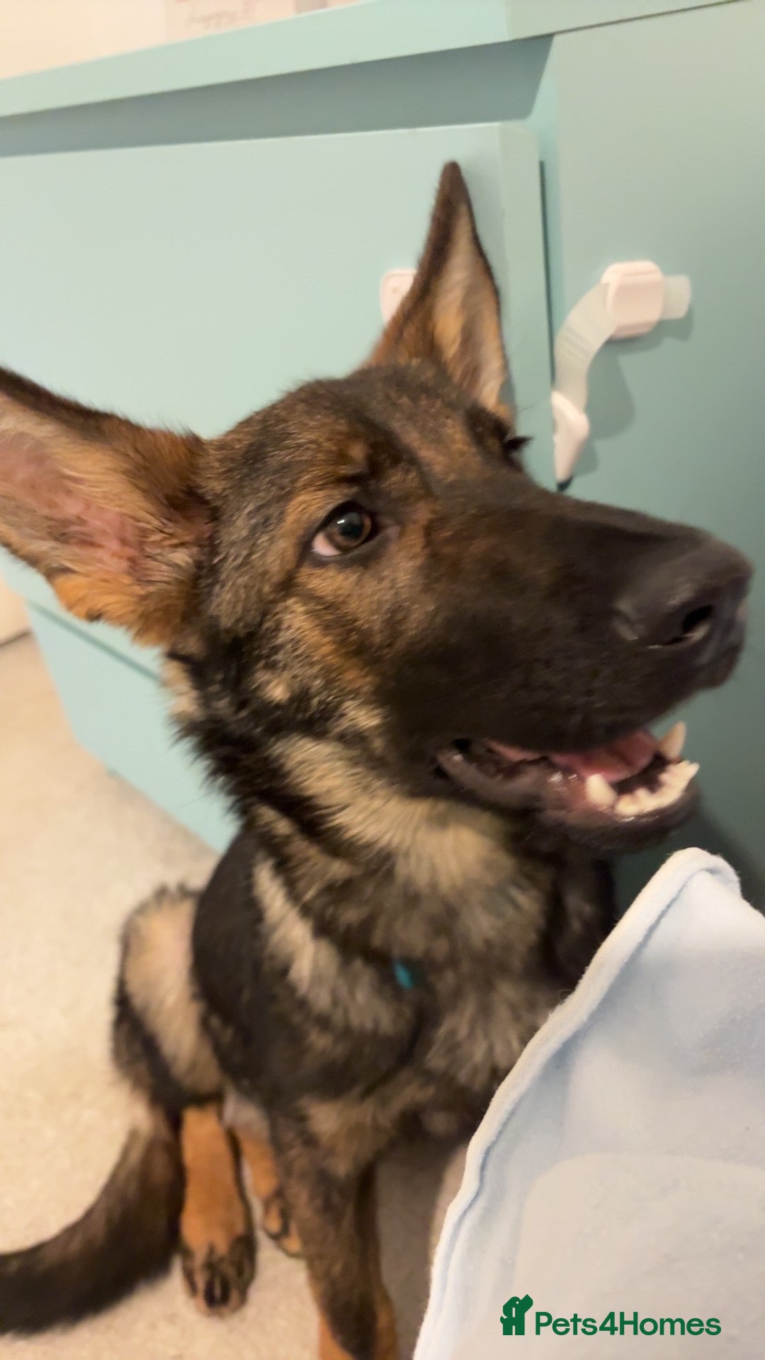 German Shepherd dogs 7 month old German shepherd  - Advert 1