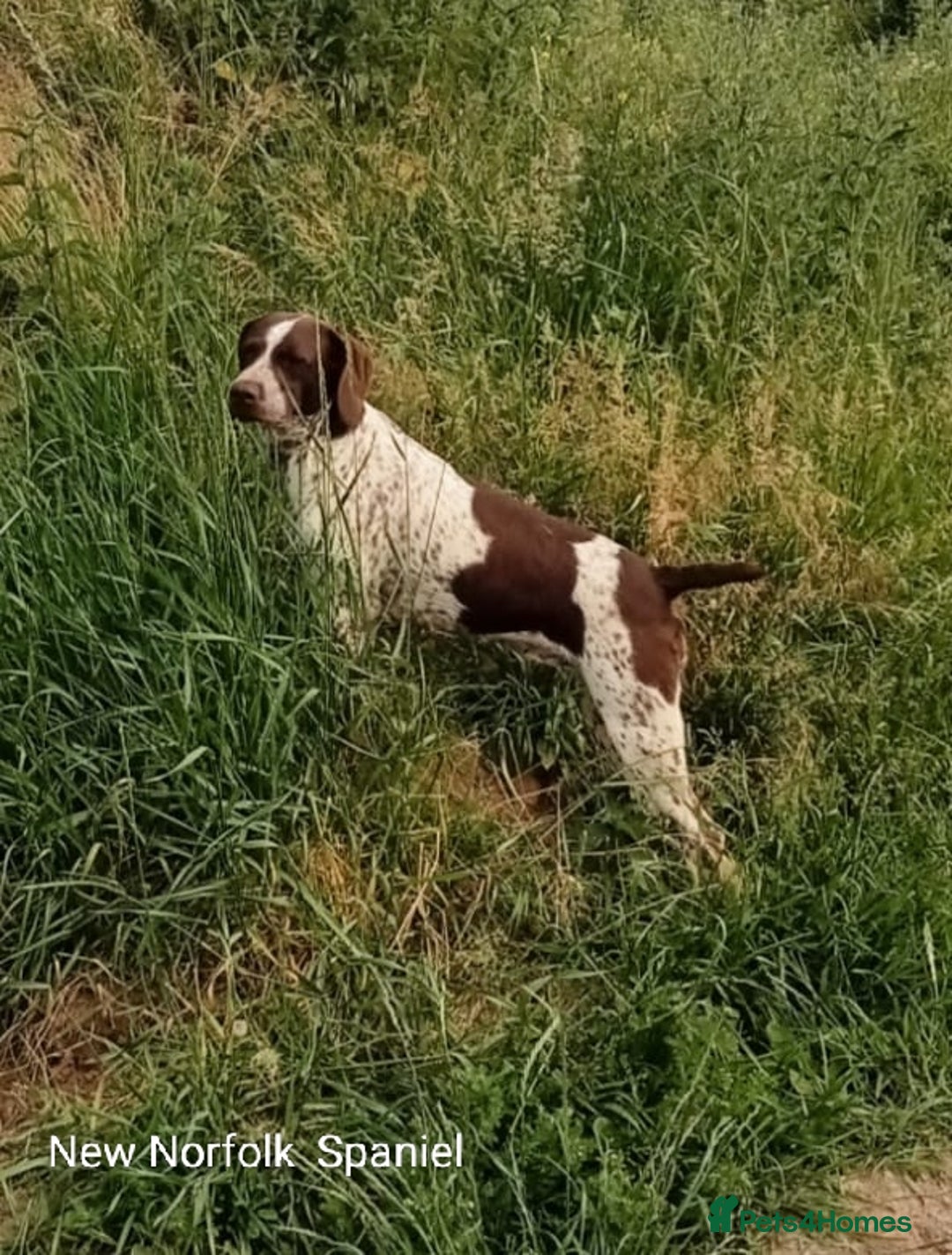 Mixed Breed dogs for sale: New Norfolk Spaniels- Ready Now - Image 21