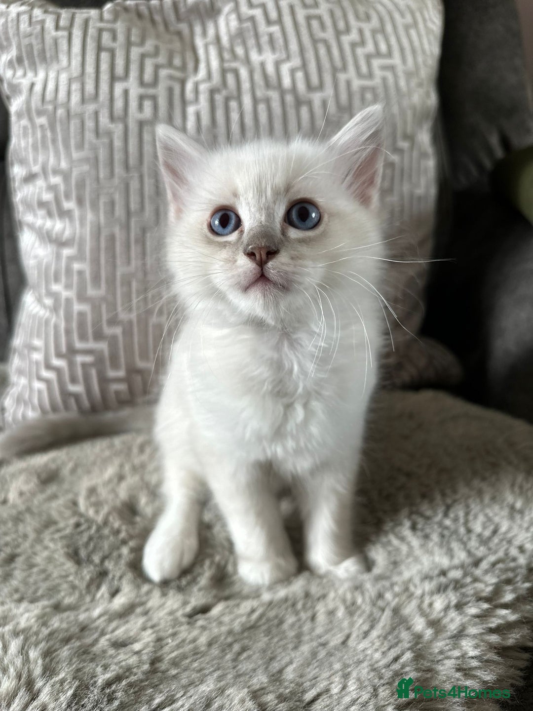 Ragdoll cats for sale:  pure breed ragdoll kittens READY NOW - Image 4