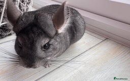 Chinchilla rodents for sale: Pair of Young Female Chinchillas - Image 7