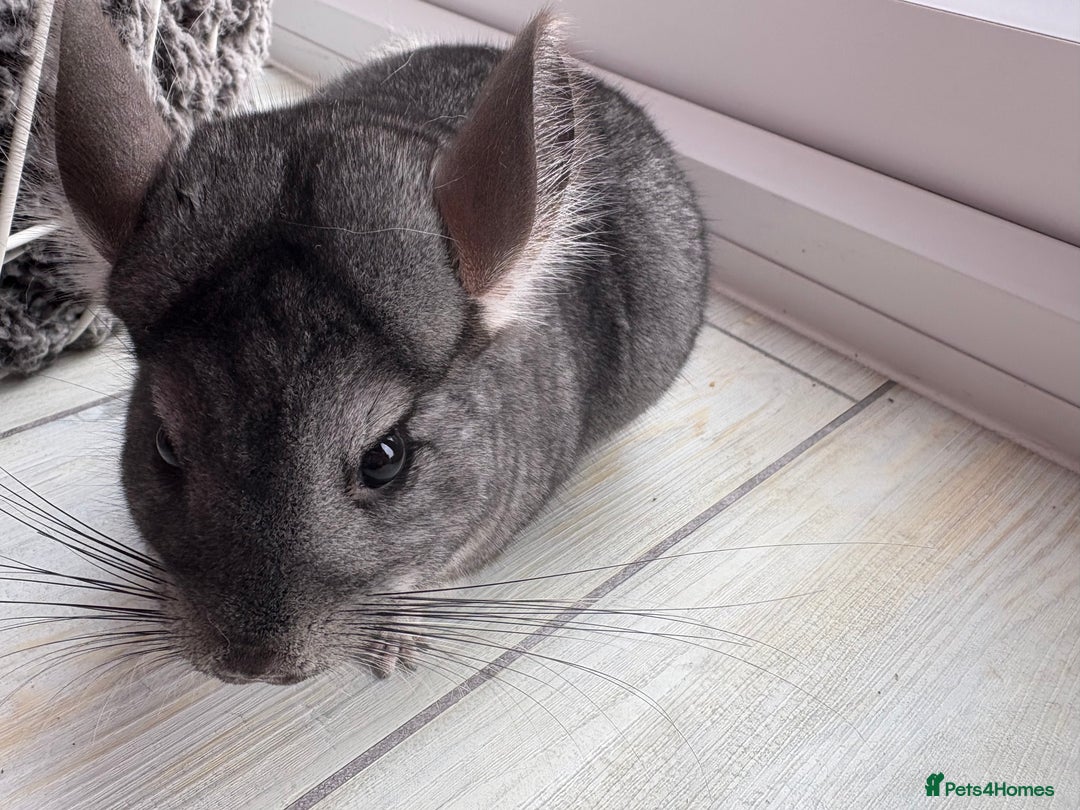 Chinchilla rodents for sale: Pair of Young Female Chinchillas - Image 7