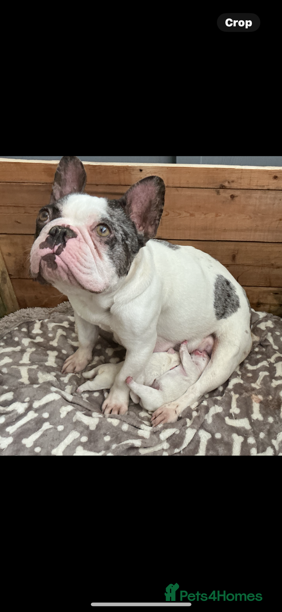 French Bulldog dogs FRENCH BULLDOG GIRLS - Advert 10
