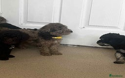 Cockapoo dogs for sale: BEAUTIFUL COCKAPOO PUPPIES LOOKING FOR LOVING HOME - Image 10