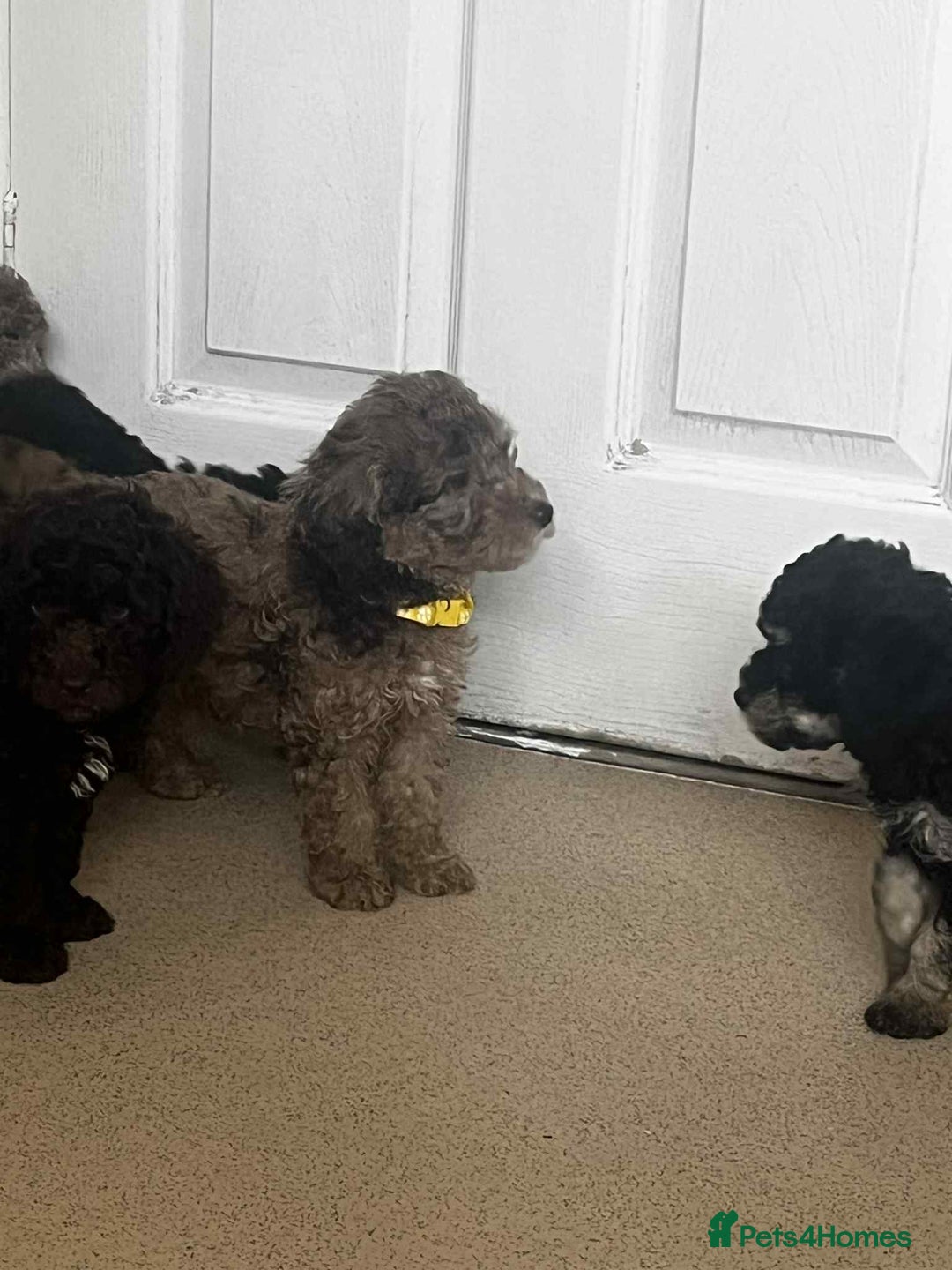 Cockapoo dogs for sale: BEAUTIFUL COCKAPOO PUPPIES LOOKING FOR LOVING HOME - Image 10