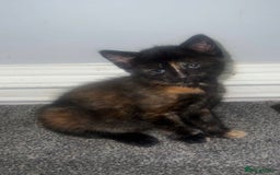 Domestic Shorthair cats for sale: Beautiful kittens ❤️ - Image 2