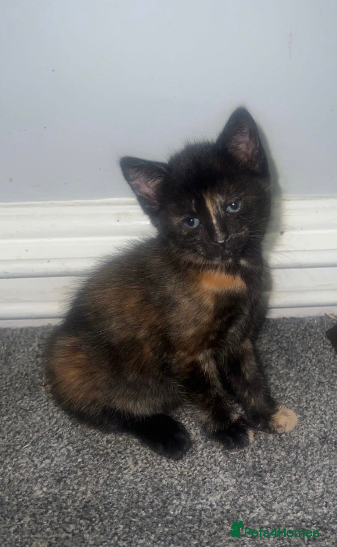 Domestic Shorthair cats for sale: Beautiful kittens ❤️ - Image 2