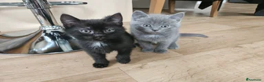 Mid haired grey kitten