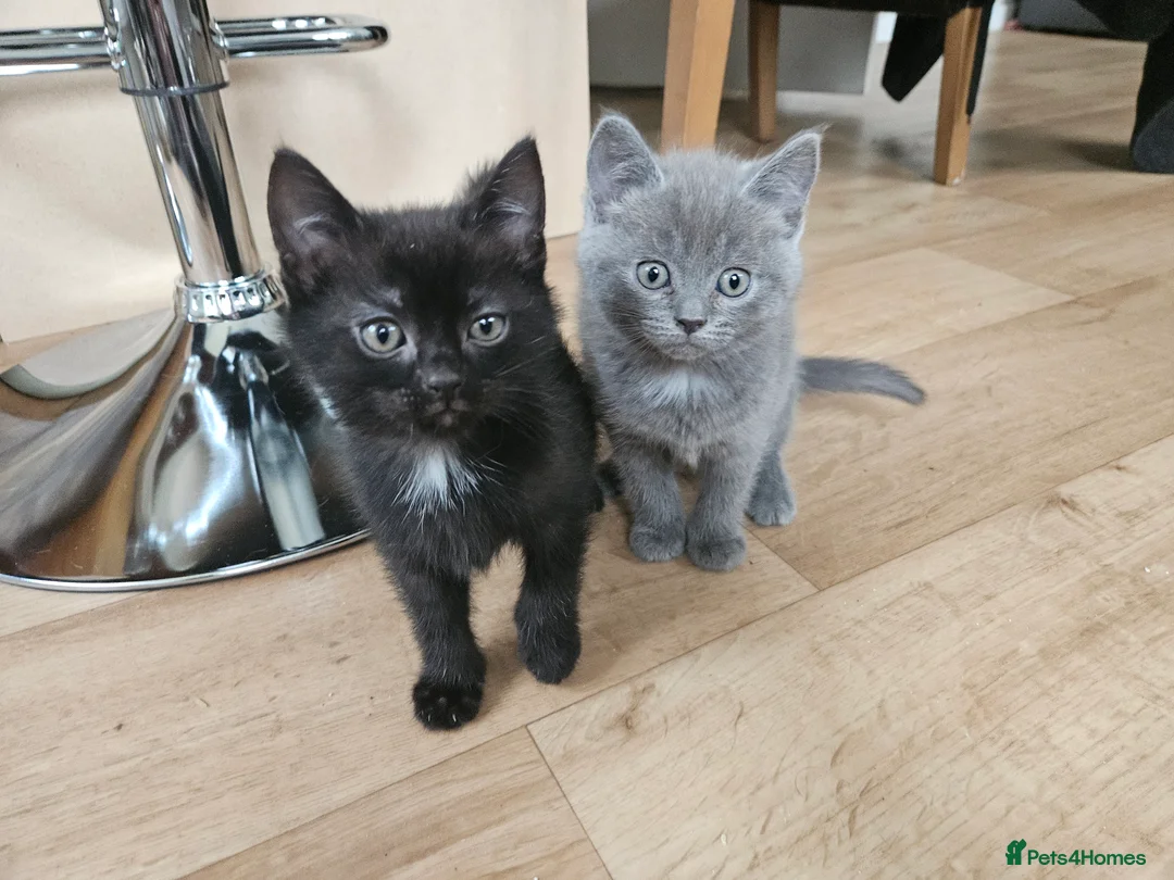 Mixed Breed cats for sale: Ragdoll x Blue short hair - Advert 2