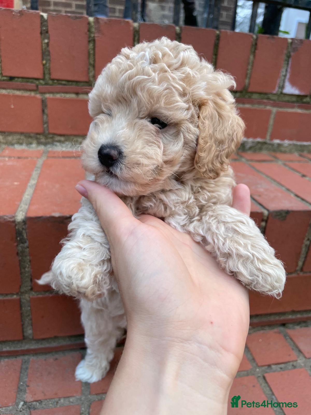 Maltipoo dogs Maltipoo pupies for sale  - Advert 2