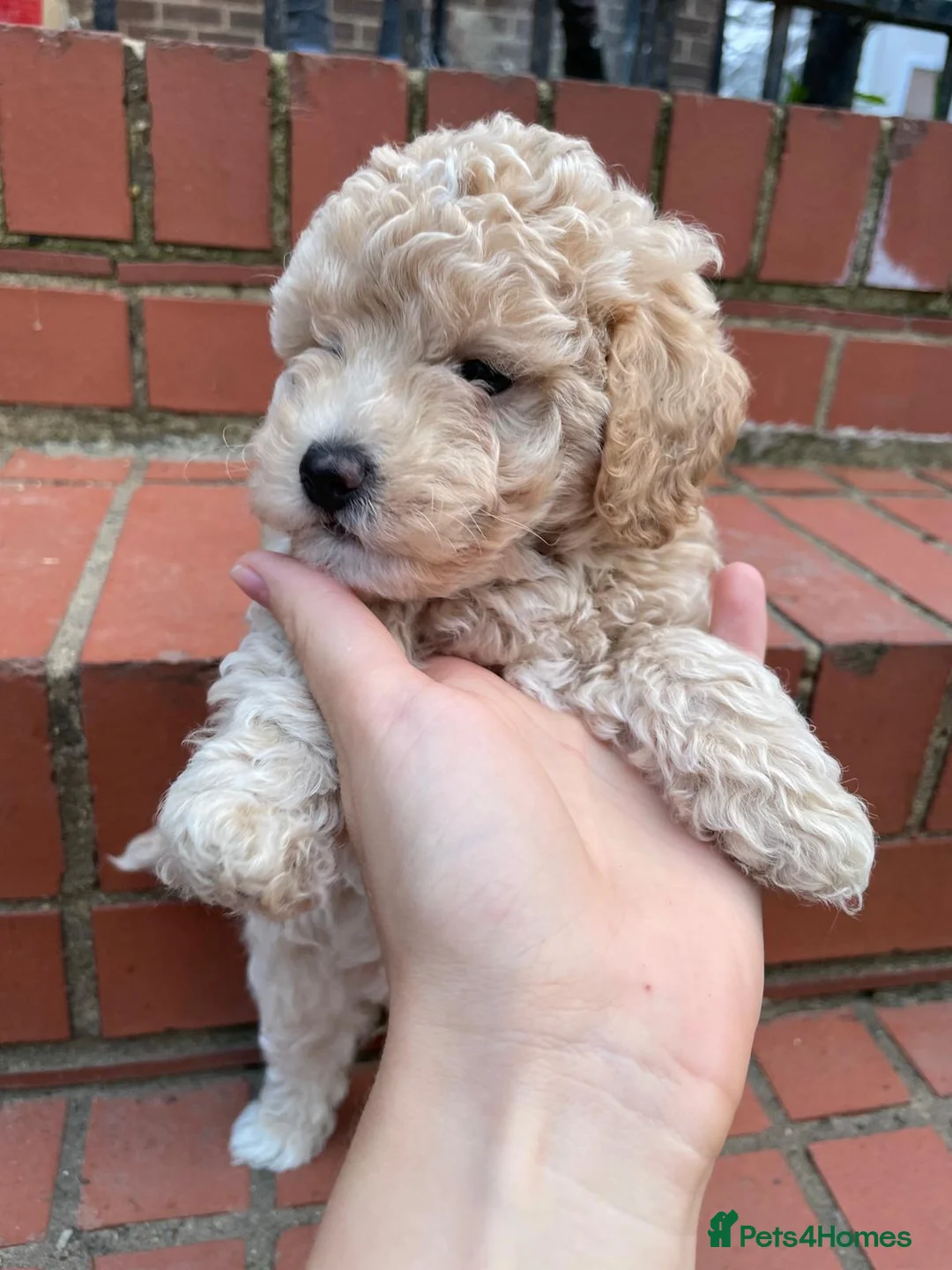 Maltipoo dogs for sale: Maltipoo pupies for sale  - Advert 2