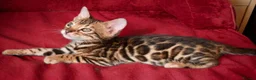 Bengal cats for sale: Beautiful Bengal kitten - Advert 3