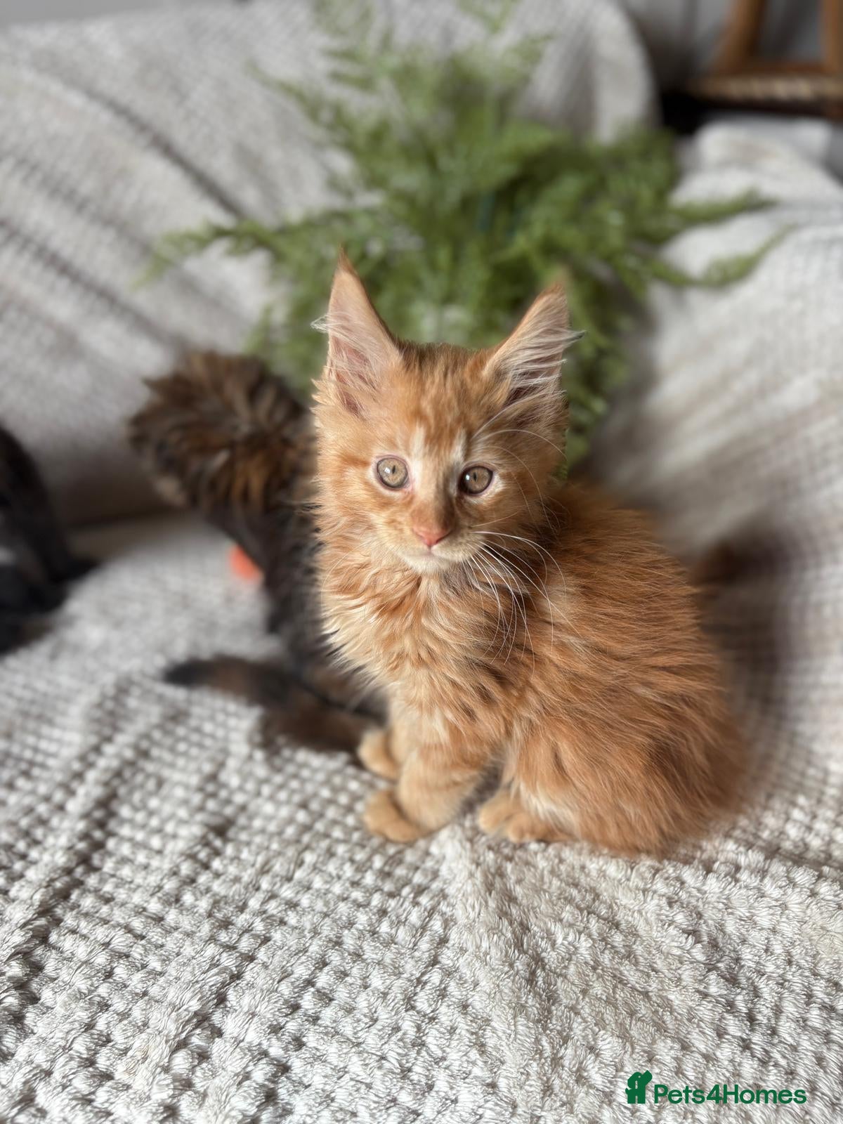 Maine Coon cats Adorable mainecoon kittens  - Advert 2