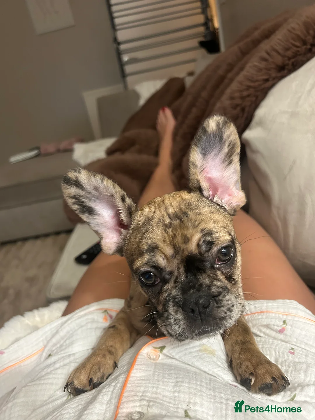 French Bulldog dogs for sale: 3 month old French bull dog  in Liverpool - Advert 3