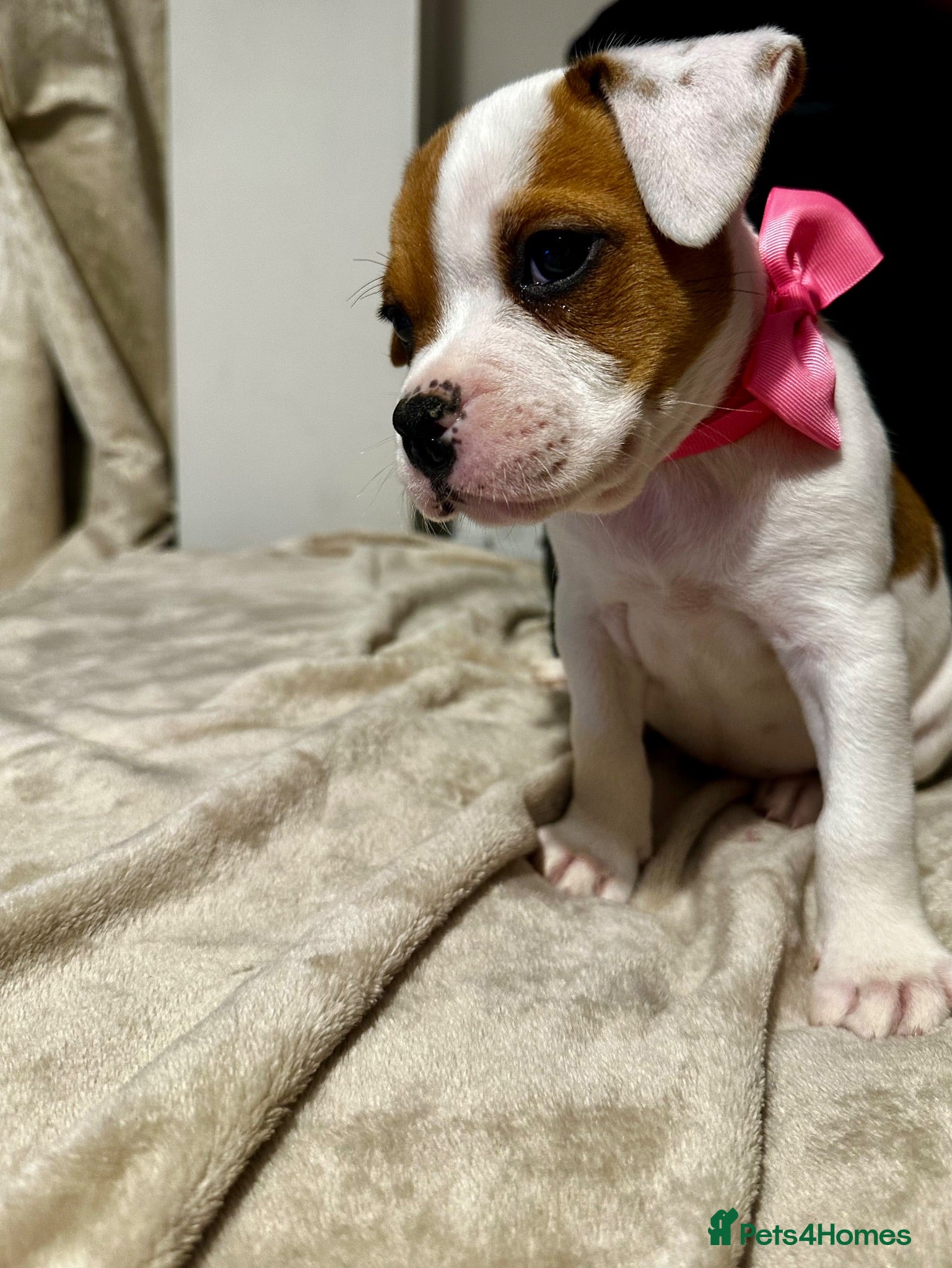 Mixed Breed dogs bulldog puppies 1 GIRL LEFT 🐶 - Advert 2