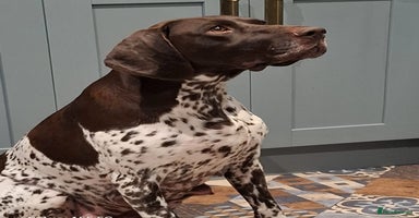 German Shorthaired Pointer dogs - Advert 6