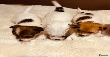 Jack Russell dogs - Advert 14