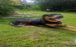 Rottweiler dogs for sale: Rottweiler puppies  - Image 34