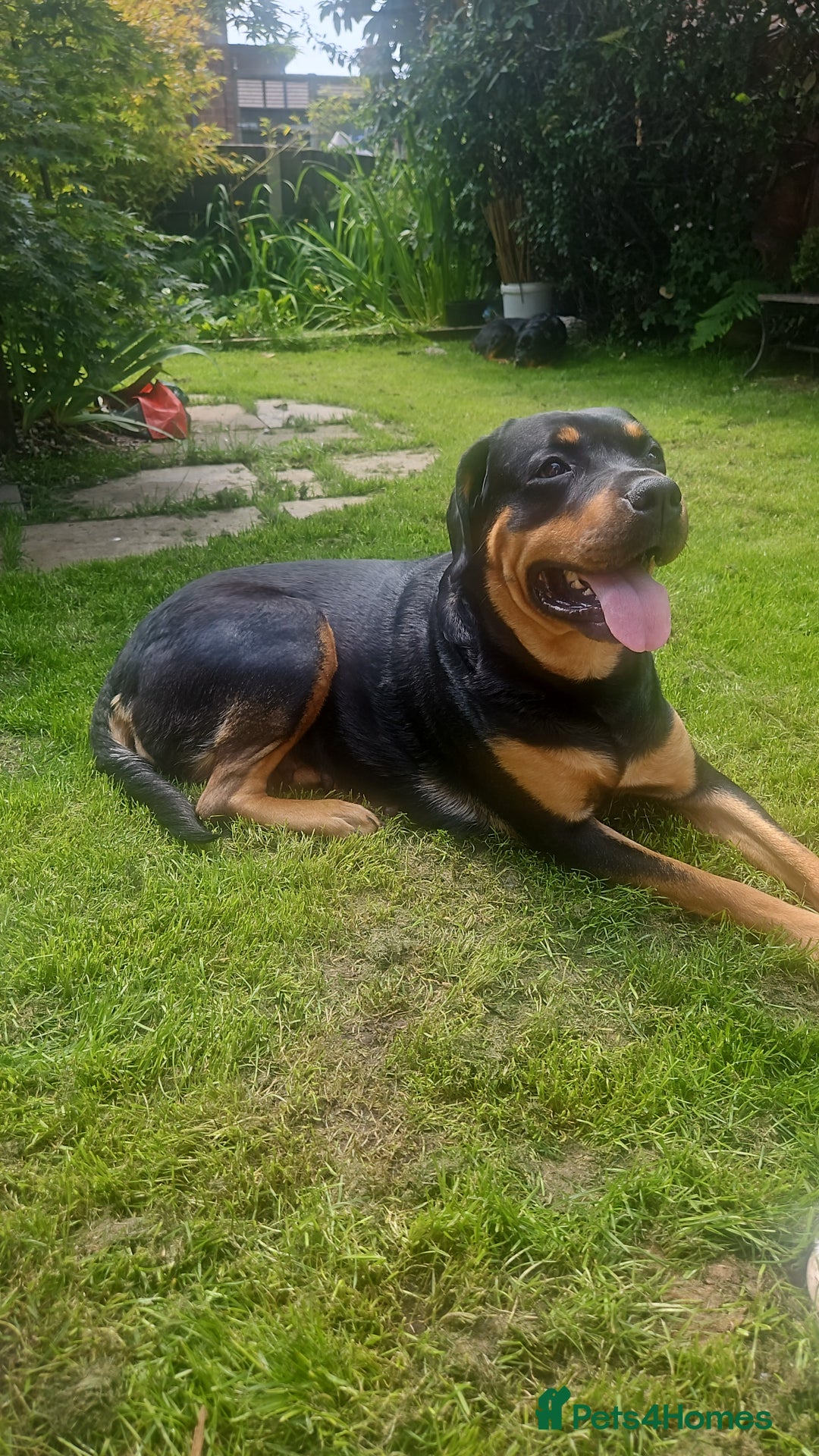 Rottweiler dogs for sale: Rottweiler puppies  - Image 34