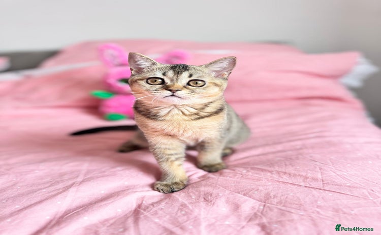 Scottish Fold cats - Advert 1
