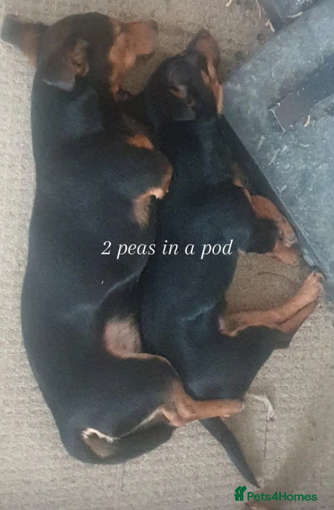 Jack Russell dogs for stud: Stud Black and Tan Jack Russell  in Llanidloes - Advert 9