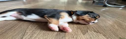 Beaglier dogs for sale: 🐾 Millie’s Beautiful Second & Final Litter 🐾 - Advert 21