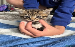 Mixed Breed cats for sale: Lucy’s babies - Image 5