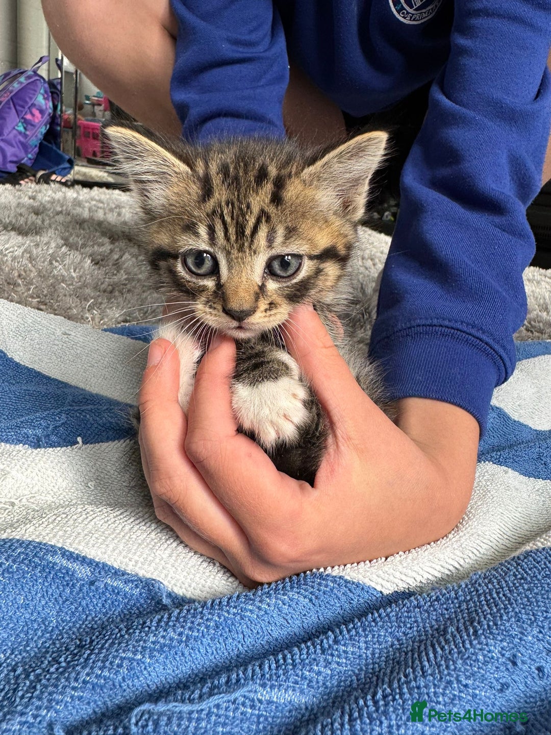 Mixed Breed cats for sale: Lucy’s babies - Image 5