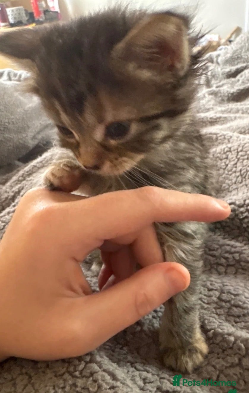 Mixed Breed cats for sale: Very loving kittens.  - Advert 2