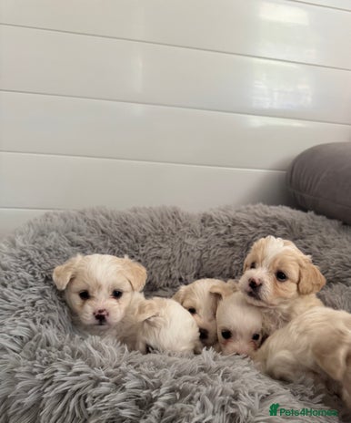 Bichon Frise dogs - Advert 2