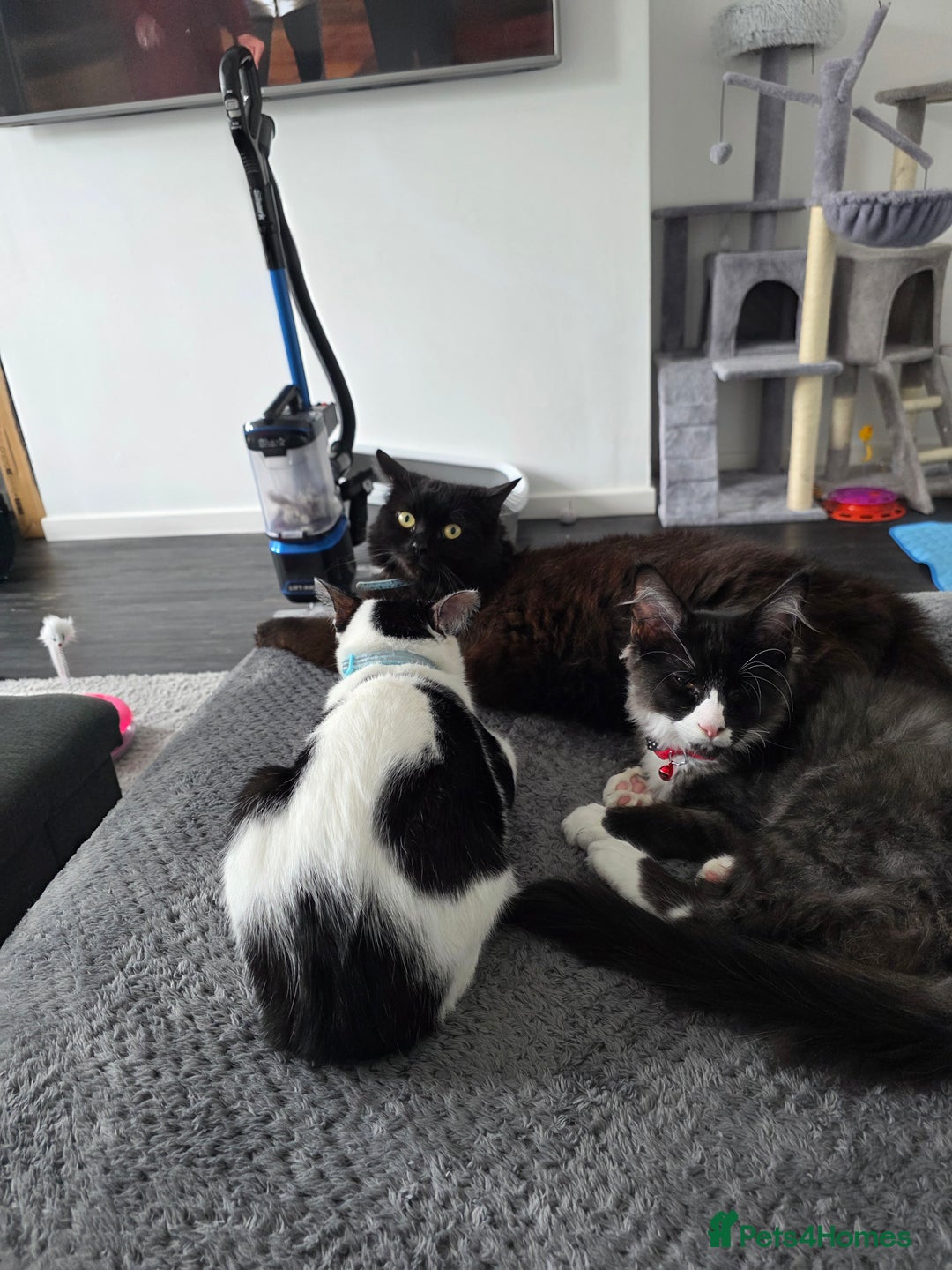 Mixed Breed cats for sale: Smudge looking for family home  - Advert 12